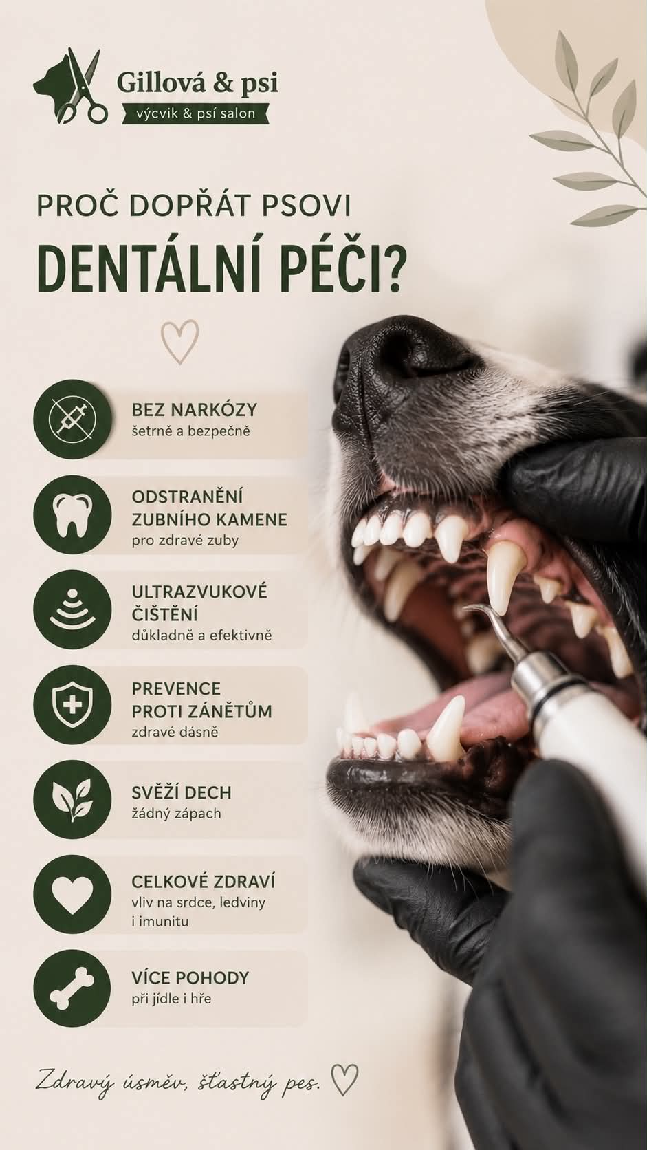 Dentální hygiena pro psa - průběh a vysvětlení