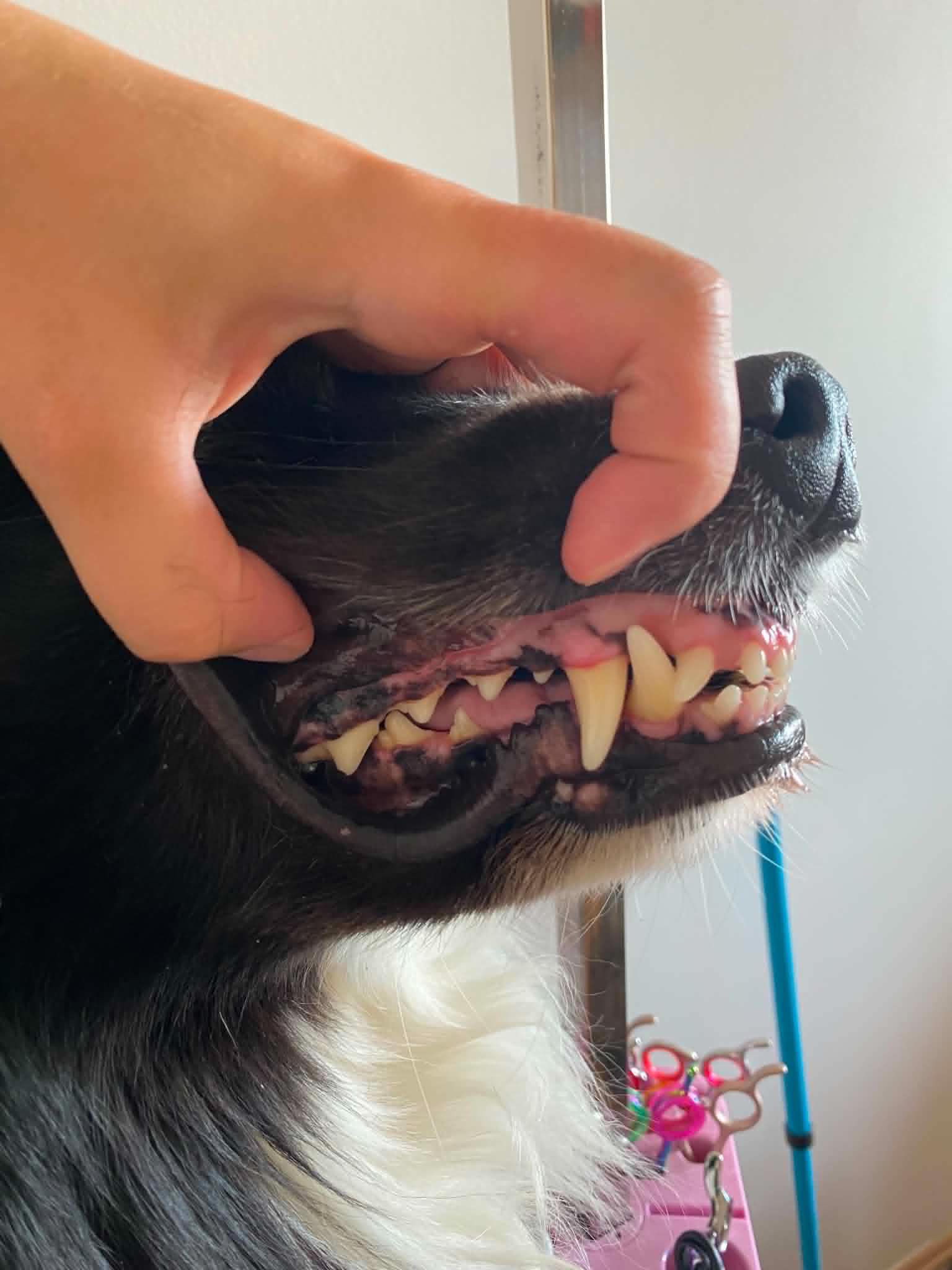 Dentální hygiena psa - po ošetření