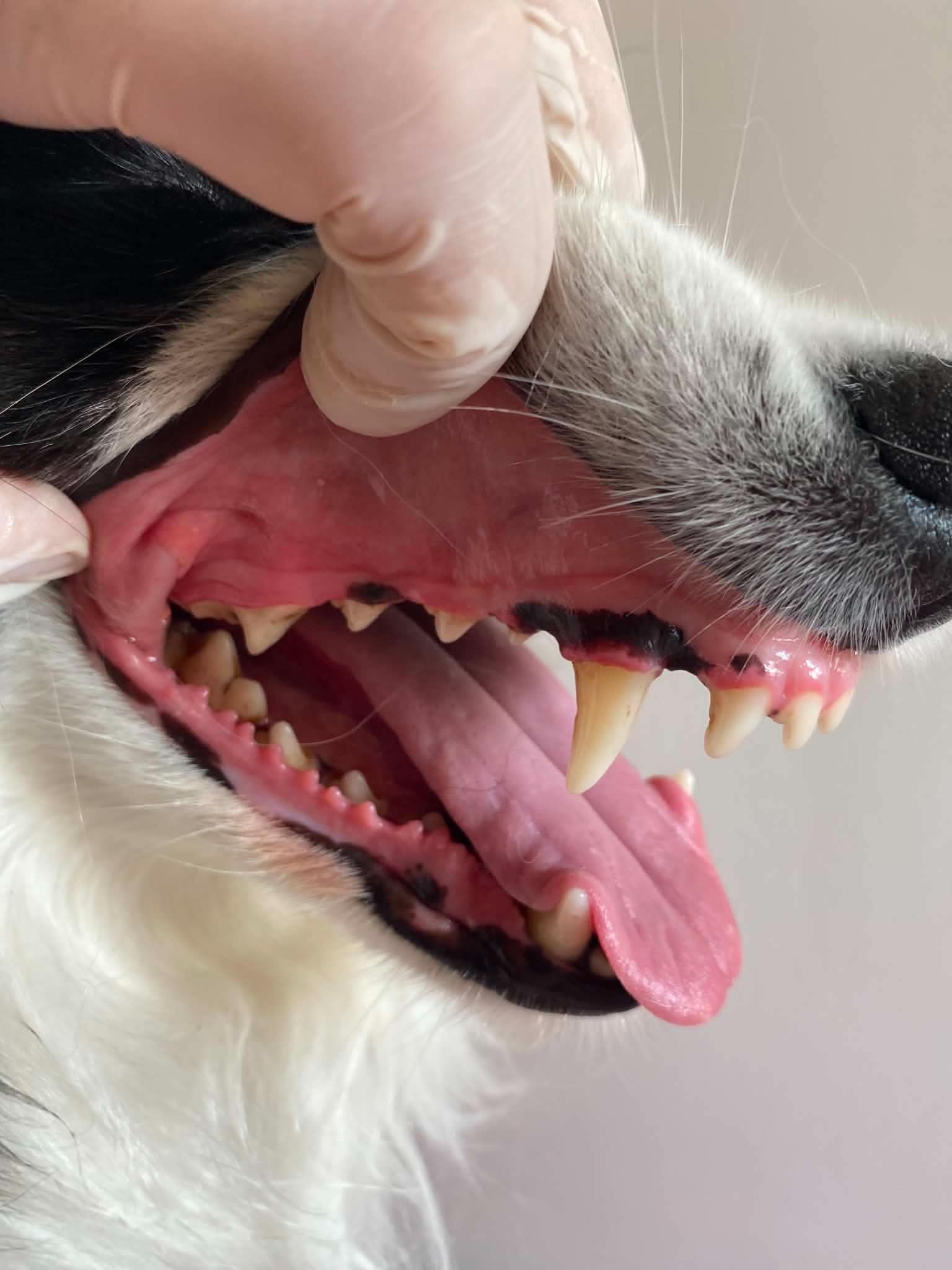 Dentální hygiena psa - po ošetření