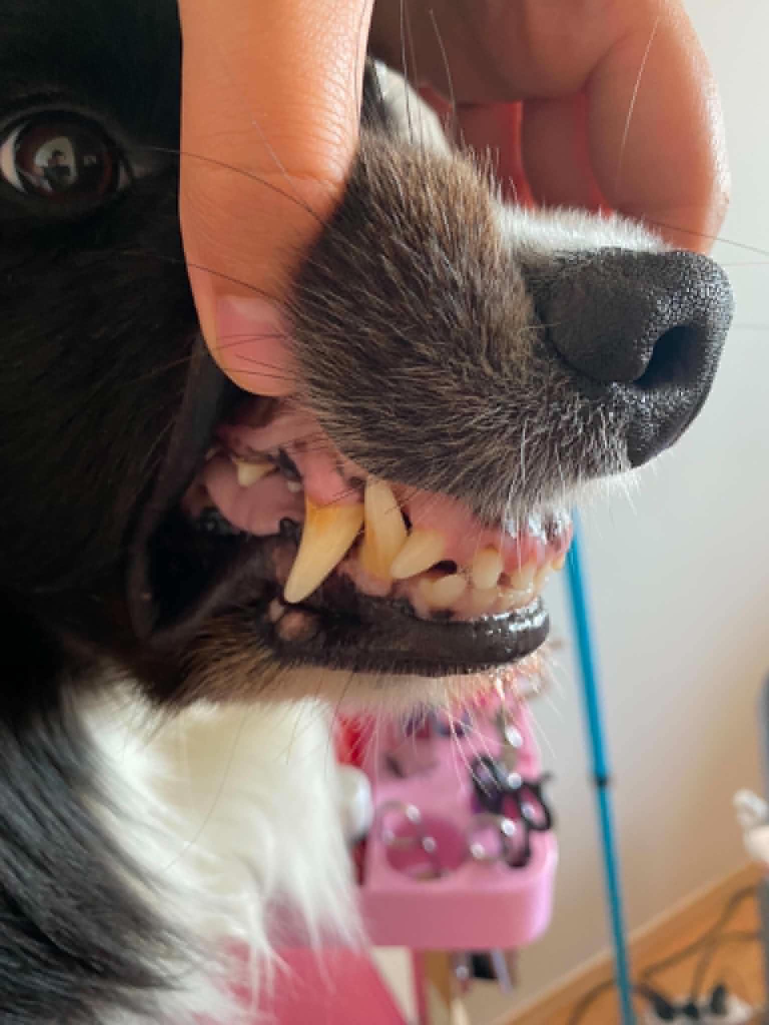Dentální hygiena psa - před ošetřením