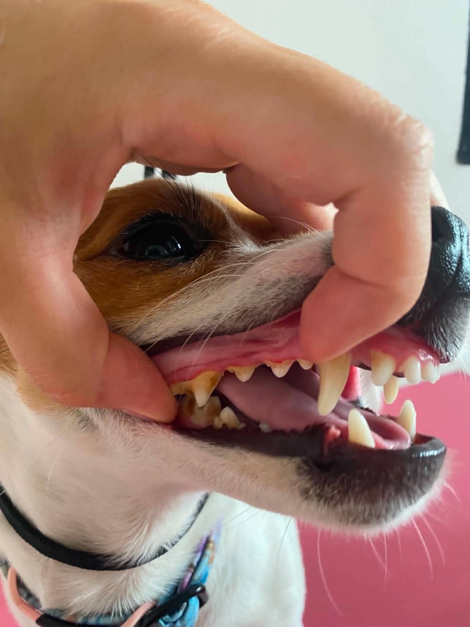 Dentální hygiena psa - před ošetřením