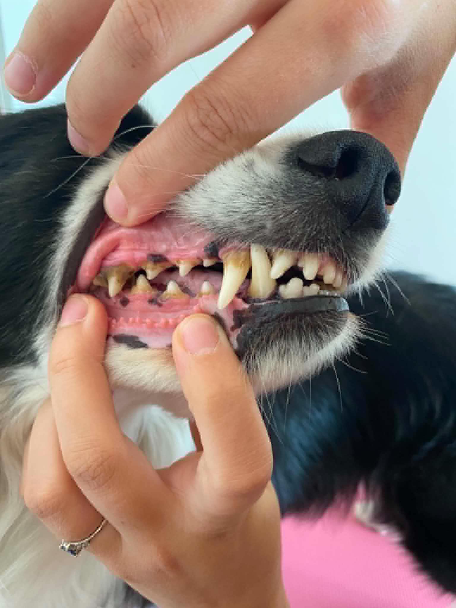 Dentální hygiena psa - před ošetřením