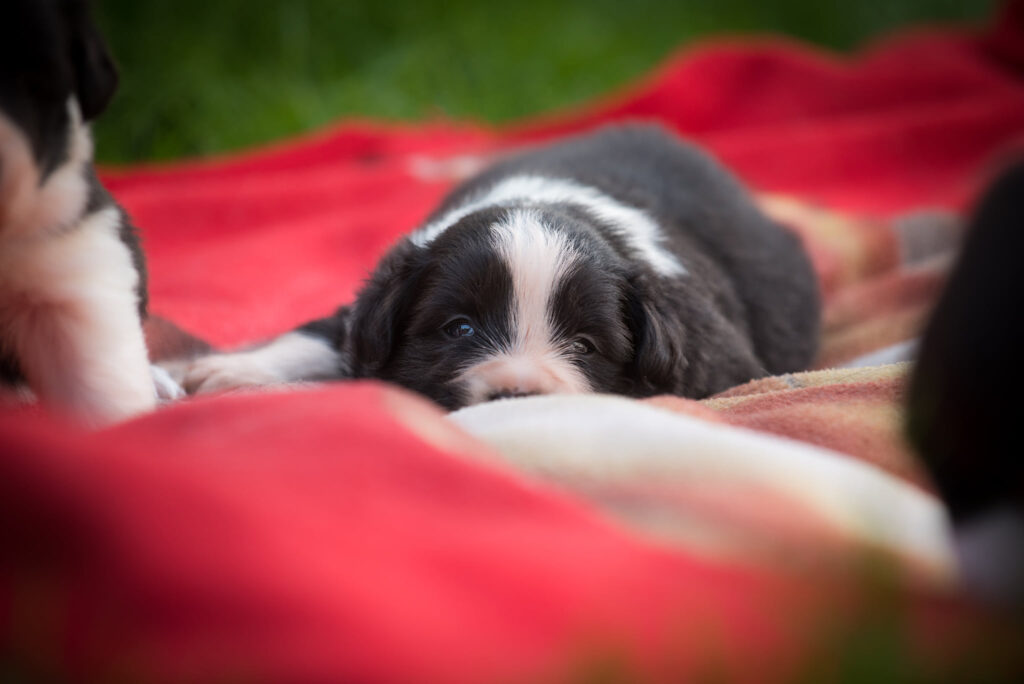 Výchova štěněte v Pardubicích - potřeba klidu a rovnováhy
