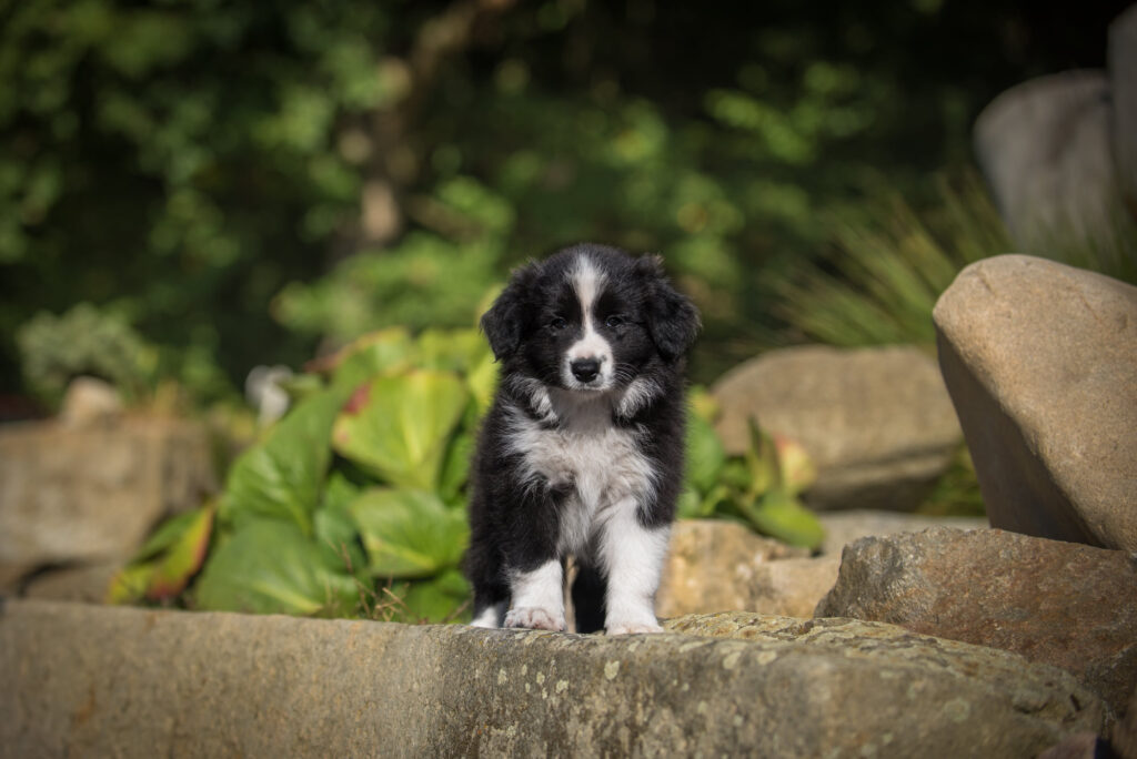 Gillová & Psi - Trénink psů Pardubice