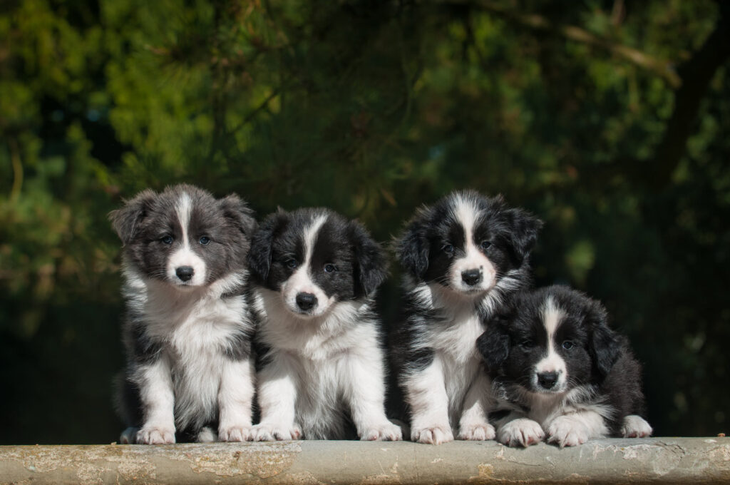 Výchova štěněte v Pardubicích| první měsíc se psem