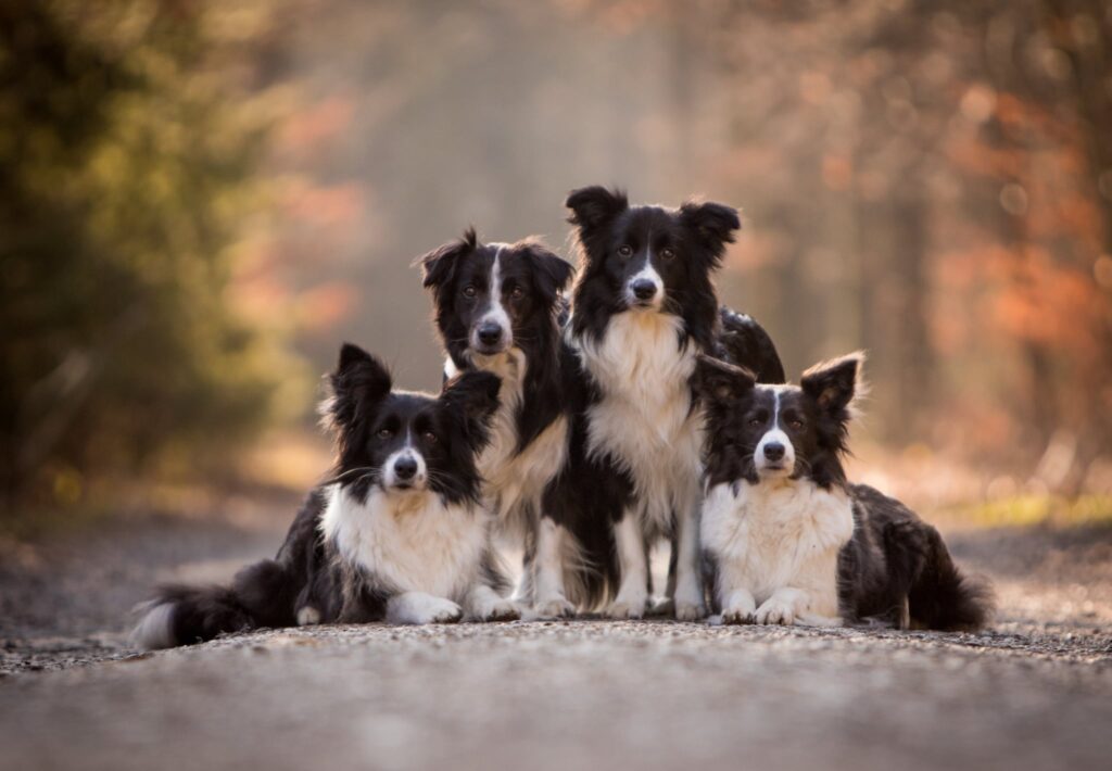 Gillová & Psi - Trénink psů Pardubice