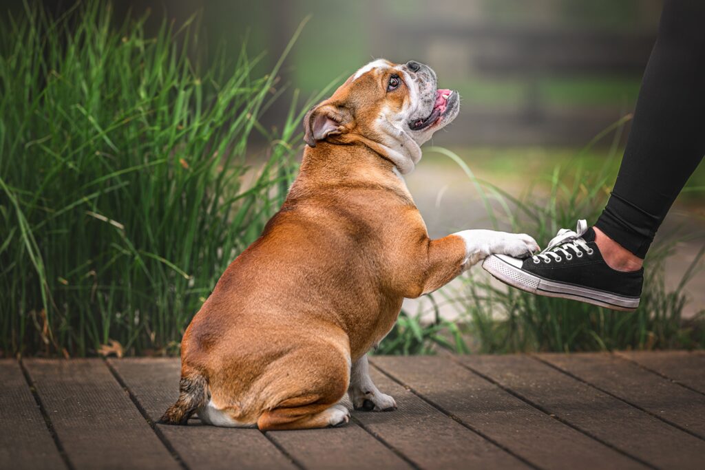 Gillová & Psi - Trénink psů Pardubice