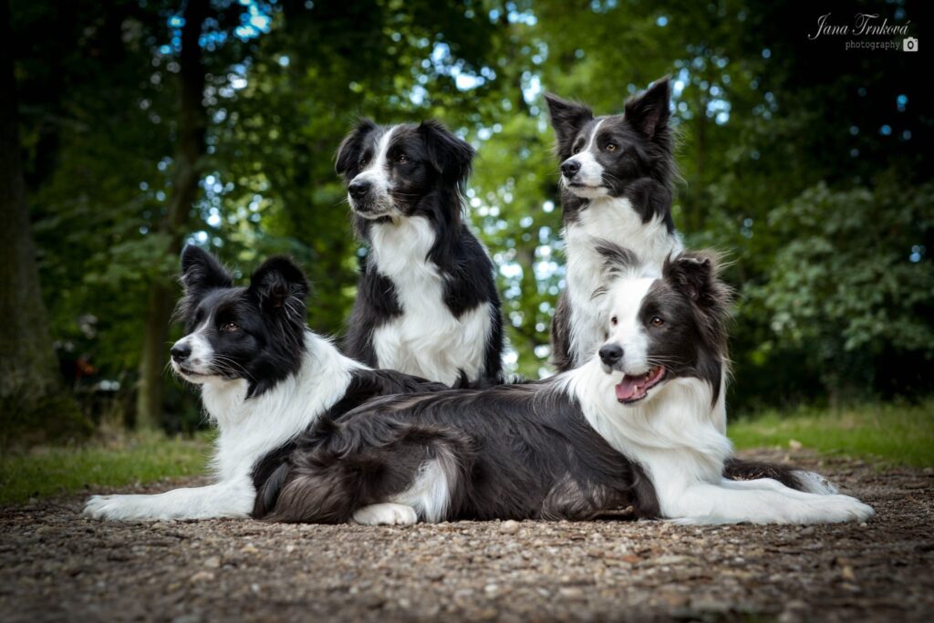 Gillová & Psi - Trénink psů Pardubice