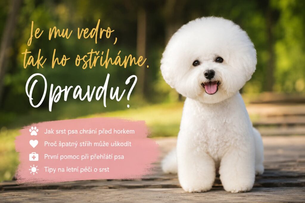 Bišonek s kulatým střihem – správná péče o srst psa v létě a prevence pře
