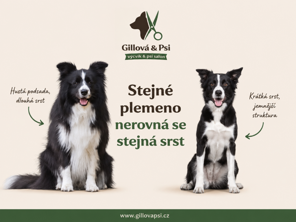 Jak vybrat správný kartáč pro psa a kdy může Furminator srst poškodit? Praktické rady k péči o srst od Gillová & Psi – grooming, stříhání a výcvik psů v Pardubicích.